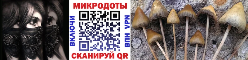 Галлюциногенные грибы Psilocybe  Палласовка 